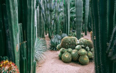 Cactáceas en el desierto